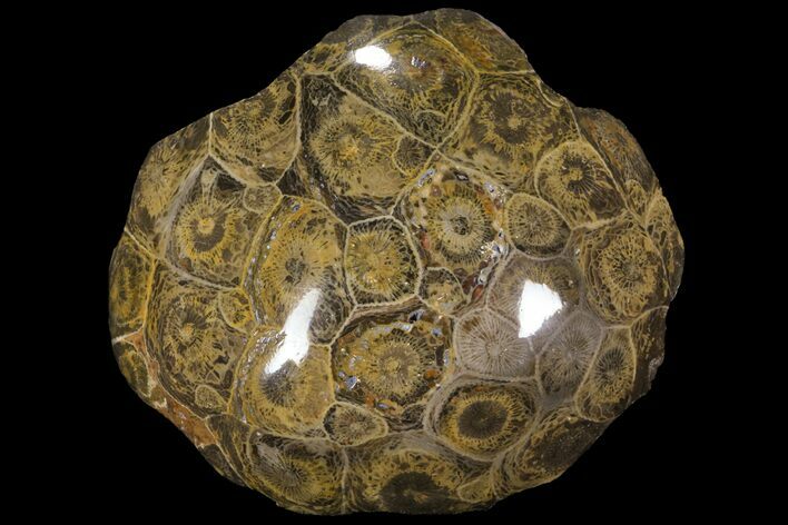 Polished Fossil Coral (Actinocyathus) - Morocco #100571
